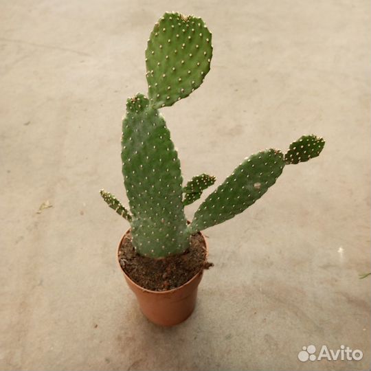 Опунция Консолея 30-40см кактус