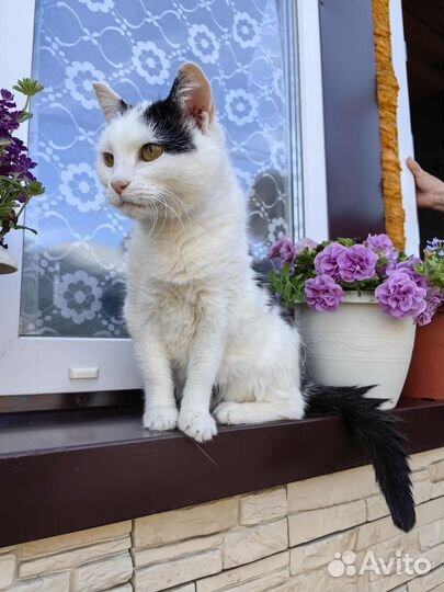 Кошечка Любаша ищет дом