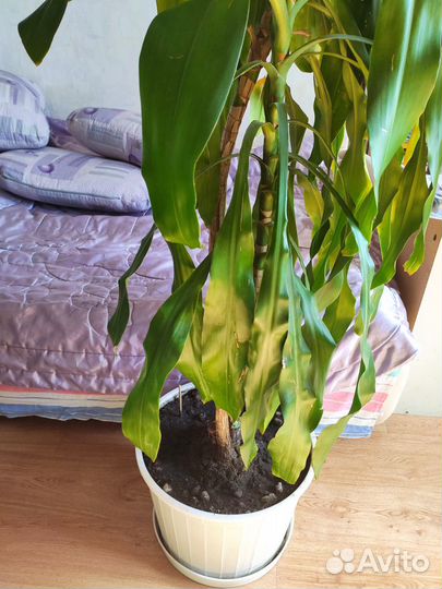 Драцена Сандера или 