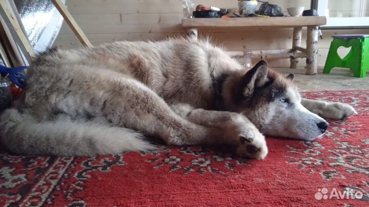 Хаски ищет дом