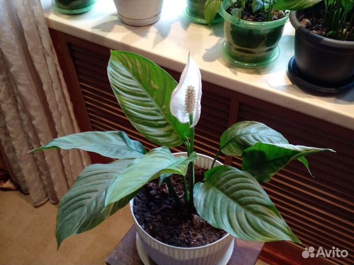 Спатифиллум