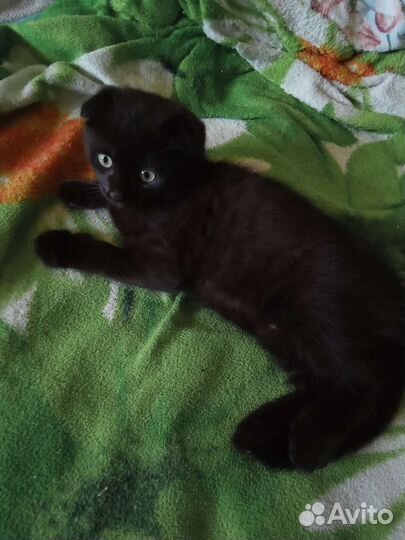 Котенок темная шоколадка
