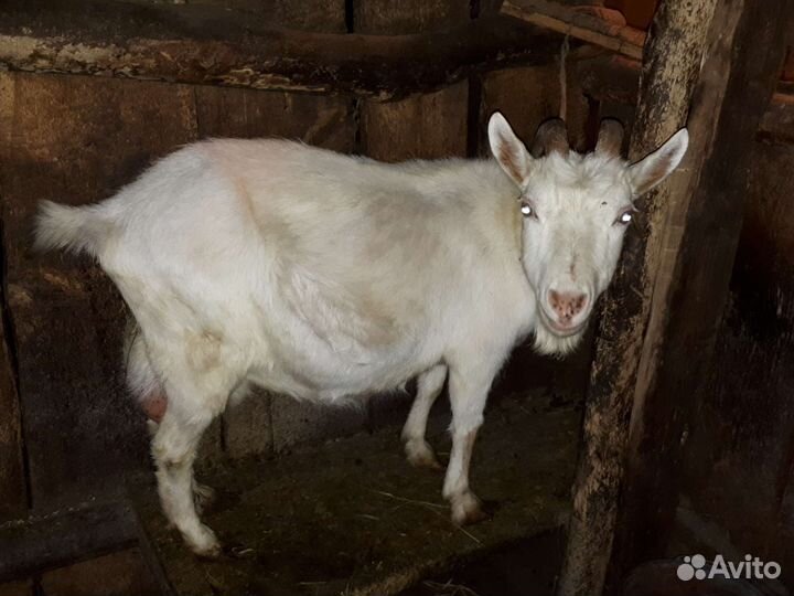 Коза дойная молочная