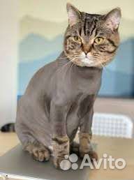 Стрижка собак, кошек, Академический. Груминг