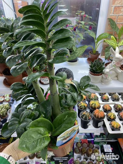 Замиокулькас зензи