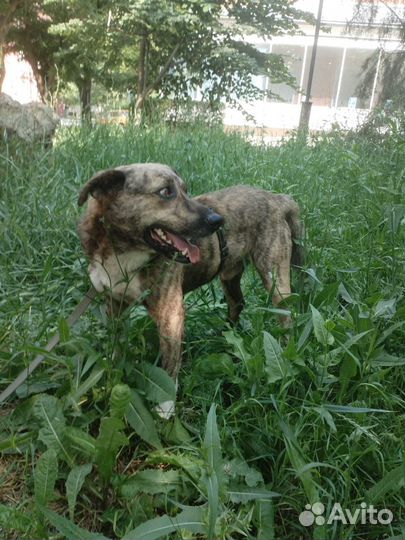 Молодой песик