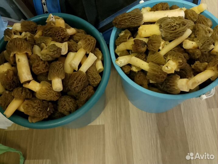 Грибочки сморчки