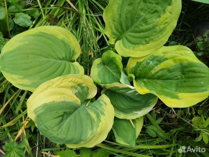 Хосты и многолетки