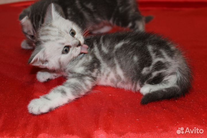 Шотландские котята