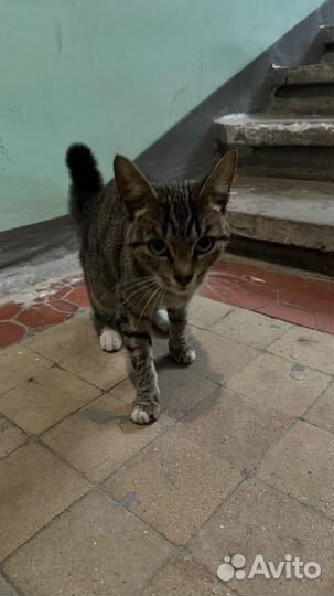 Кошка ищет дом