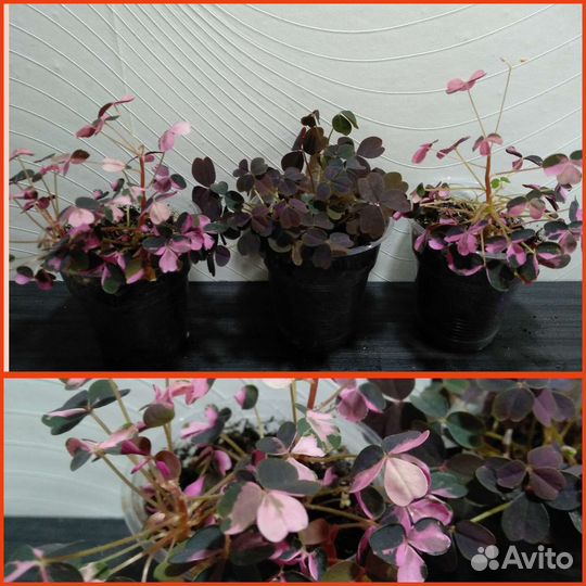 Оксалис, драцена, крестовник, драцена