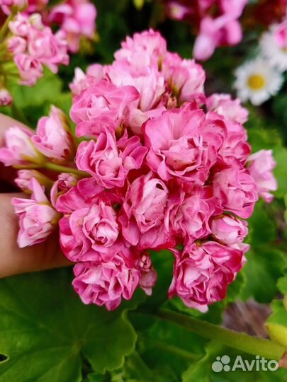 Пеларгония герань сортовая