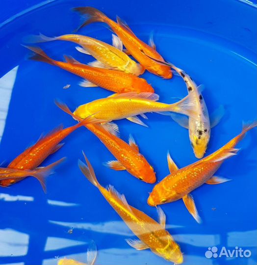 Зимостойкие Карп Кои: Яркая Порода