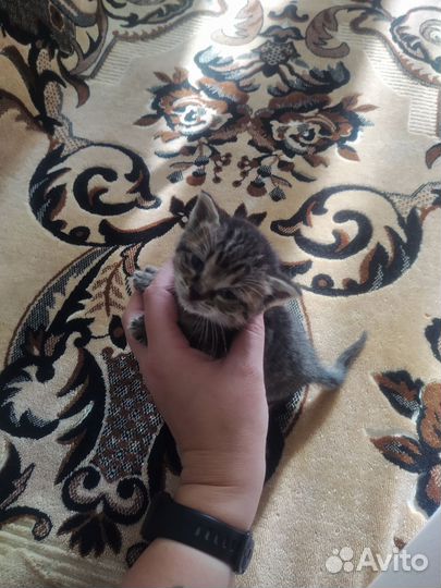 Котенок в добрые руки