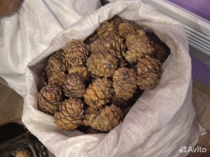 Шишки поделочные