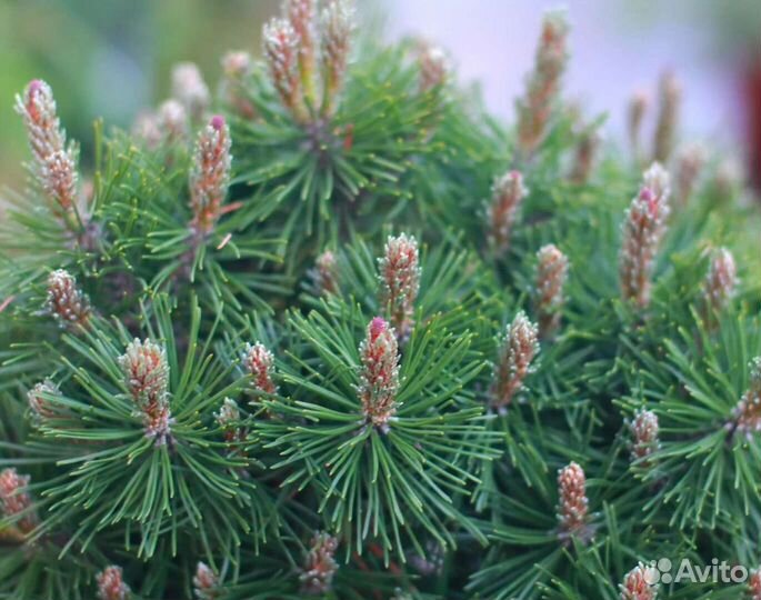 Сосна крючковатая Парадкиссен