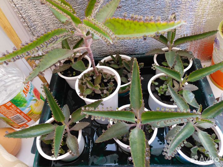 Каланхоэ лечебное