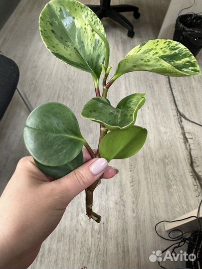 Пеперомия туполистная черенок