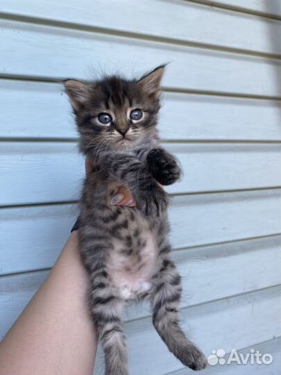 Котята в добрые руки даром бесплатно