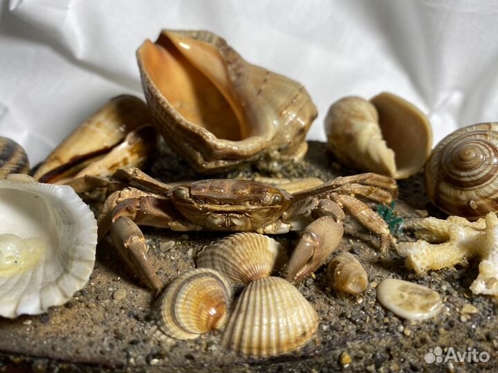Сувениры из ракушек с Черного моря