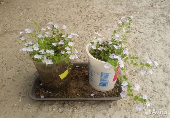 Вероника нитевидная ползучая - саженцы обмен