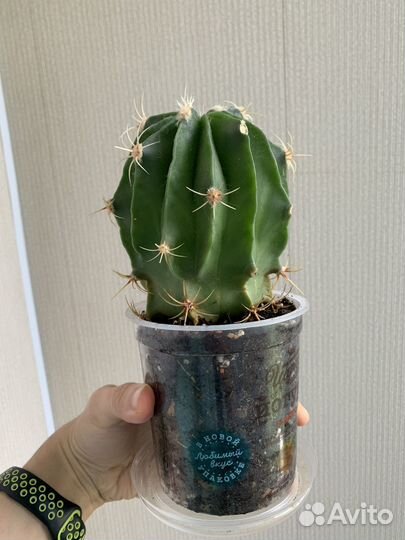 Ферокактус