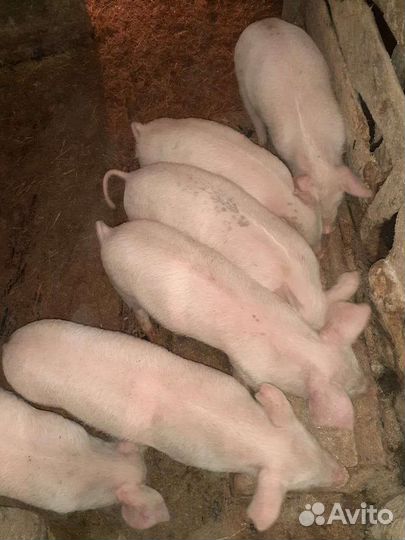 Поросята