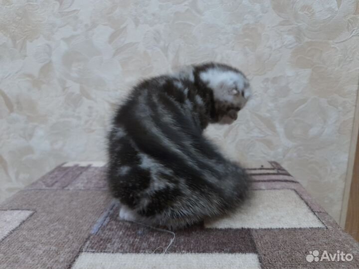Шотландская вислоухая