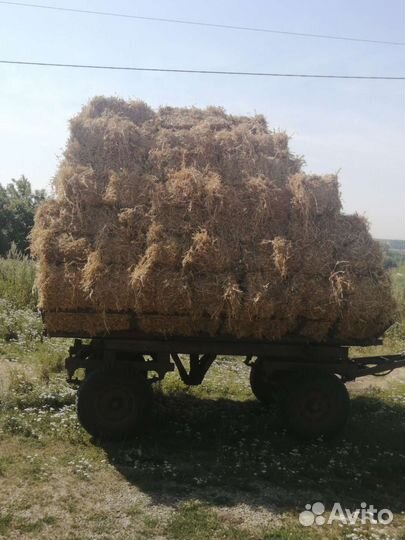 Солома гороха