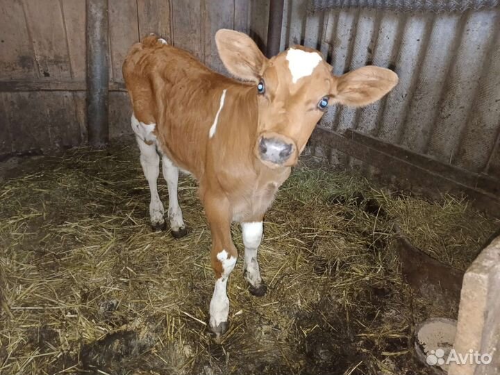 Телята бычки