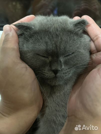 Шотландская вислоухая