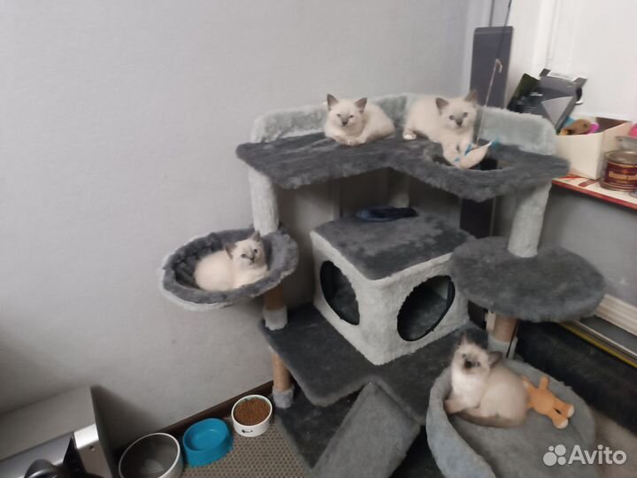 Котятки невской маскарадной