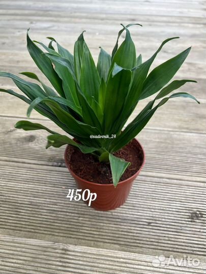 Комнатные растения среднего размера