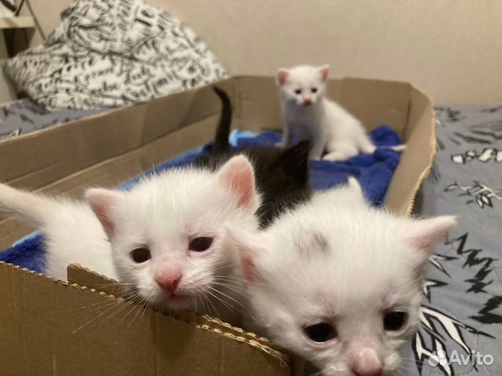 Котята в добрые руки