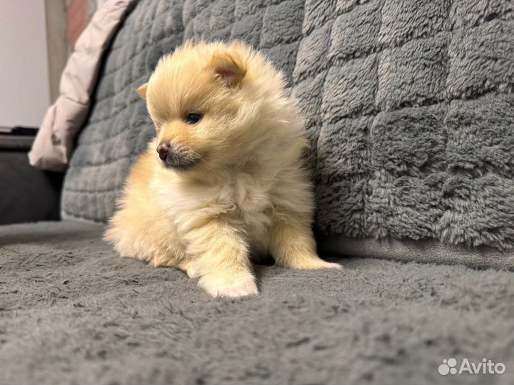 Померанский шпиц медвежьего типа