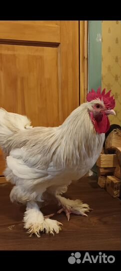 Петухи кохинхин