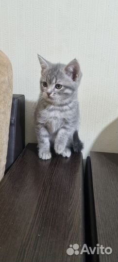 Кошечка 2,5мес