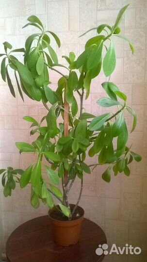 Дерево любви- комнатное растение