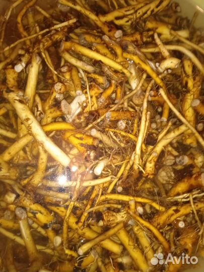 Корень одуванчика