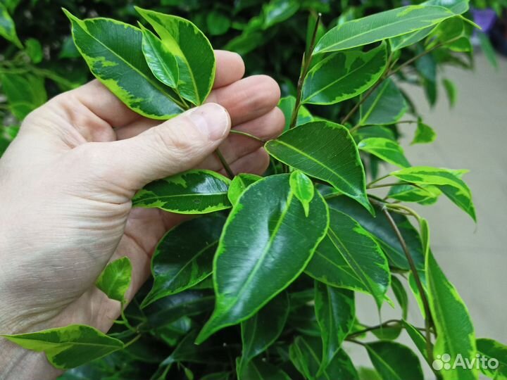 Фикус анастасия