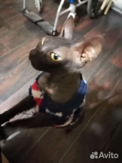 Канадский сфинкс