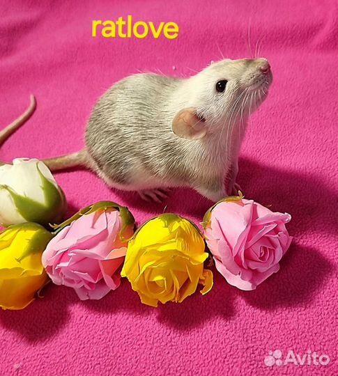 Крысята дамбо девочки редкие