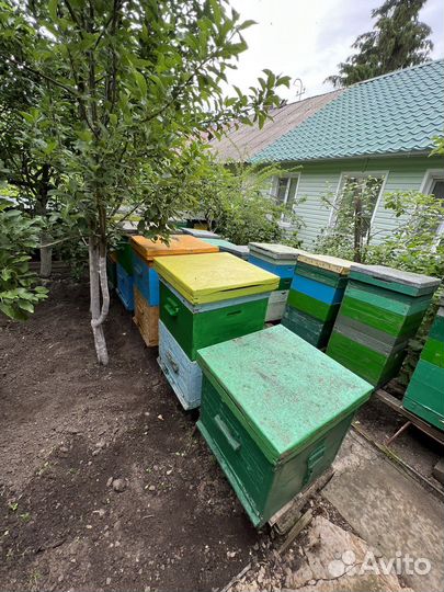 Пчелиные семьи