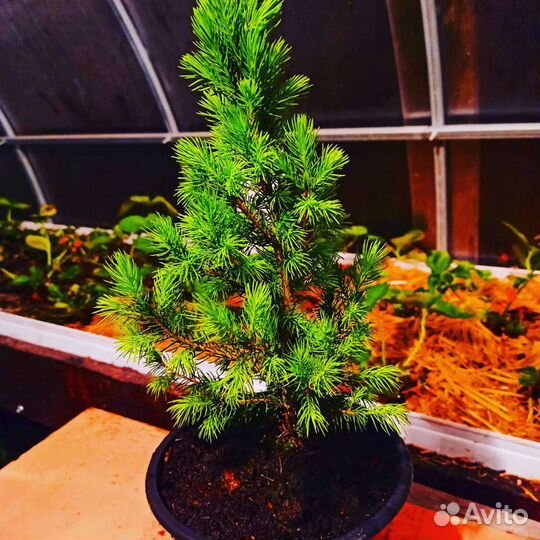 Можжевельник, ель, сосна Крымская, цветы