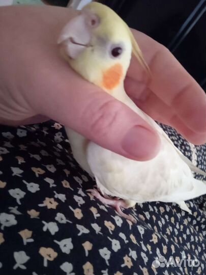 Попугай корелла с клеткой