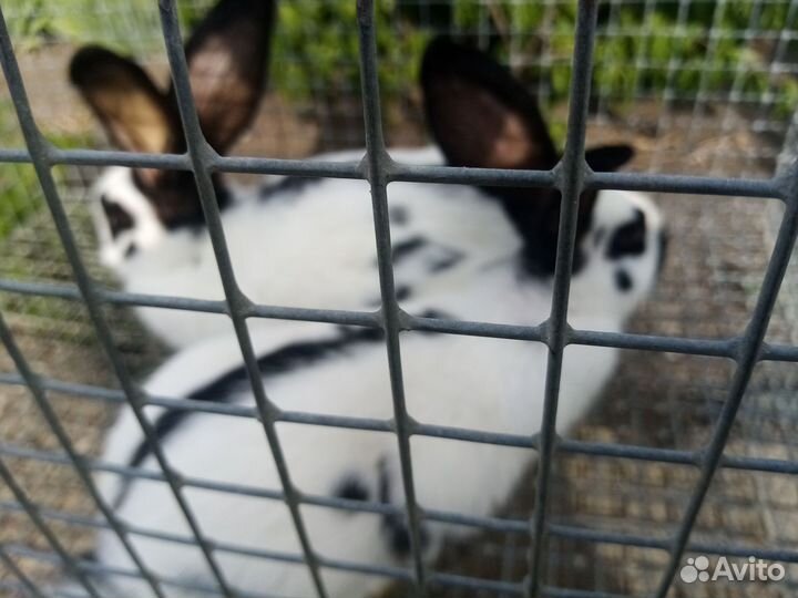 Голуби и кролики