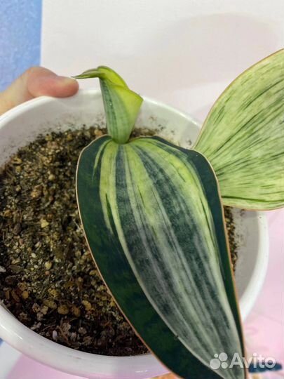 Сансевиерии сортовые