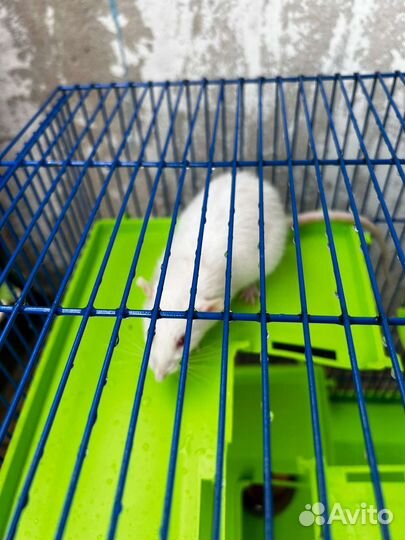 Крыса с клеткой бесплатно