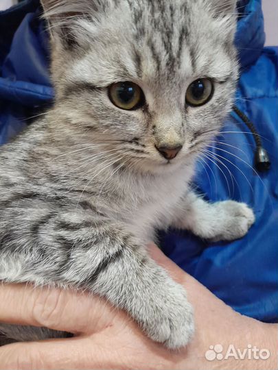 Котенок бесплатно