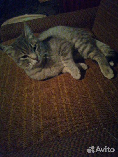 Три очаровательных котенка